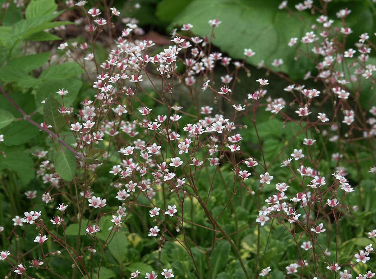 Image of Saxifraga umbrosa specimen.