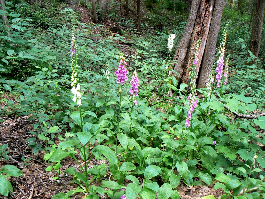 Image of Digitalis purpurea specimen.