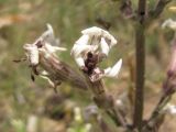 Silene viscosa. Цветок, поражённый головнёй (Microbotryum violaceum). Кабардино-Балкария, Эльбрусский р-н, окр. с. Нейтрино, ок. 1850 м н.у.м., сухой каменистый склон. 08.07.2020.