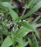 Melandrium album