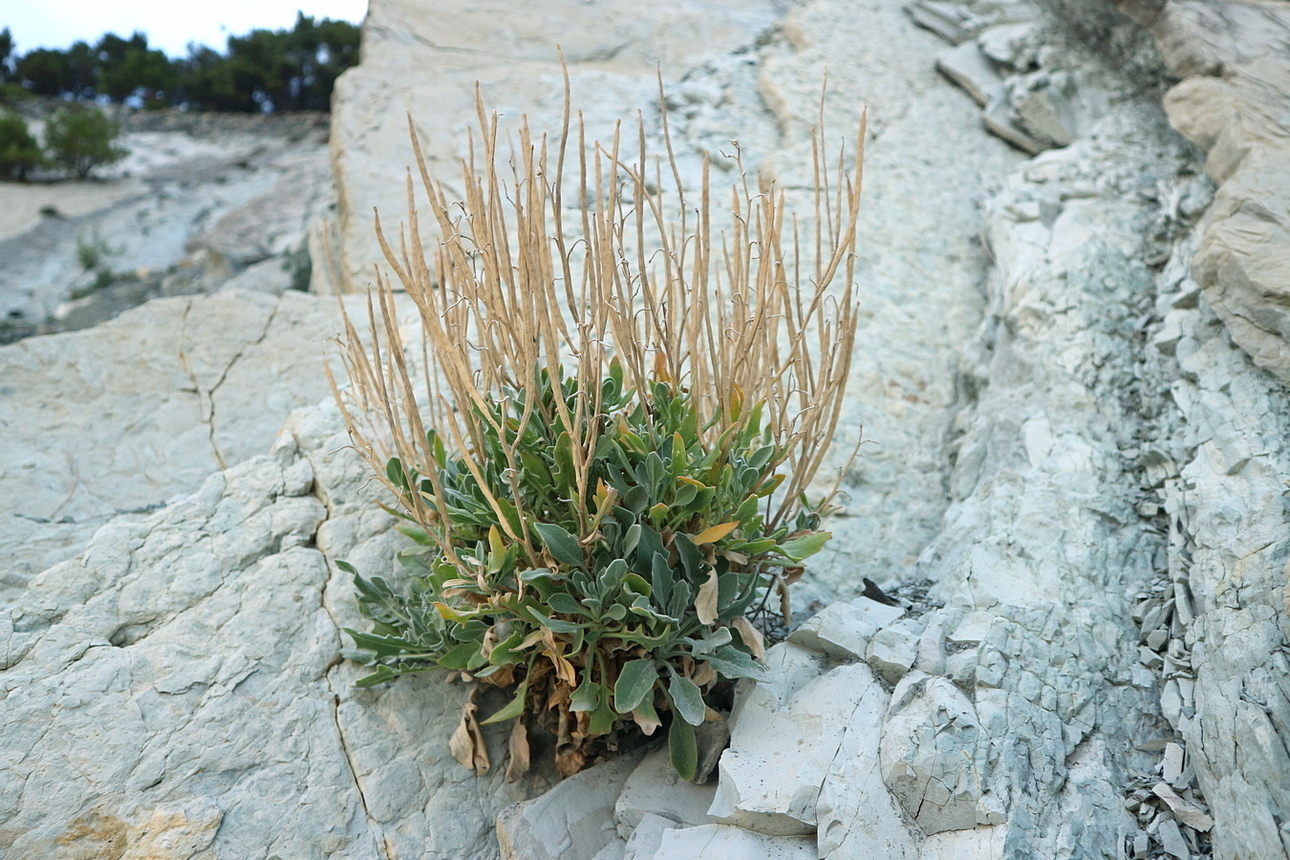 Image of Matthiola odoratissima specimen.