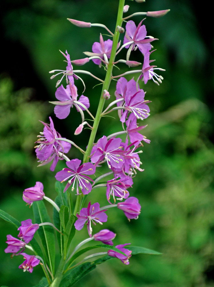 Image of Chamaenerion angustifolium specimen.