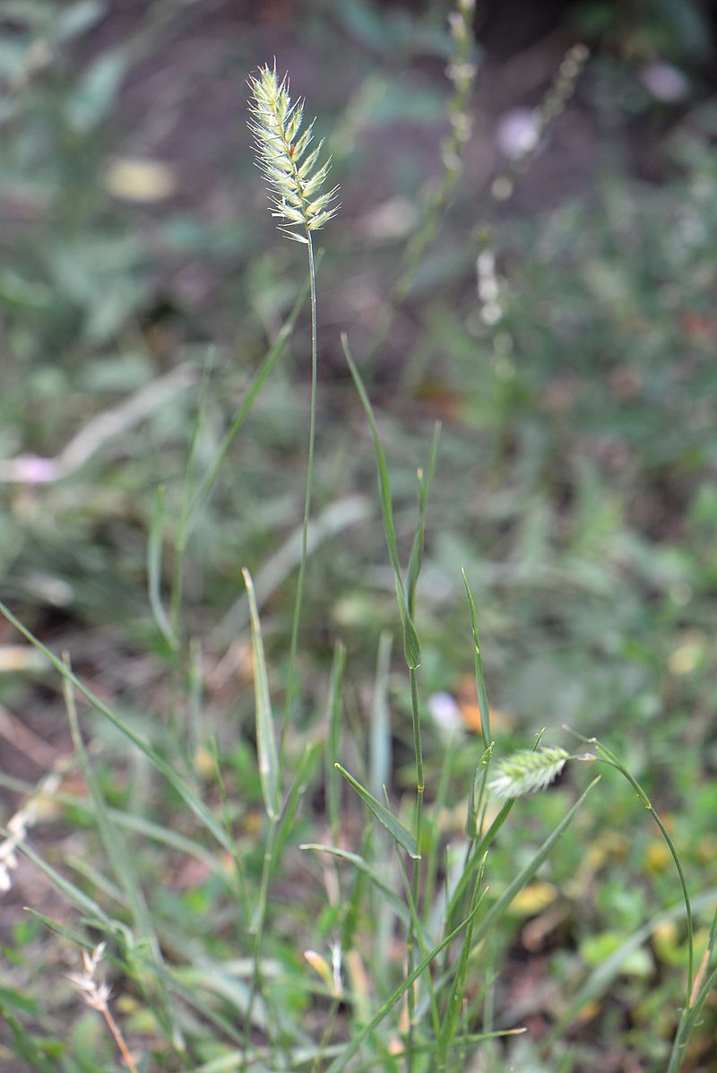 Изображение особи Agropyron pectinatum.