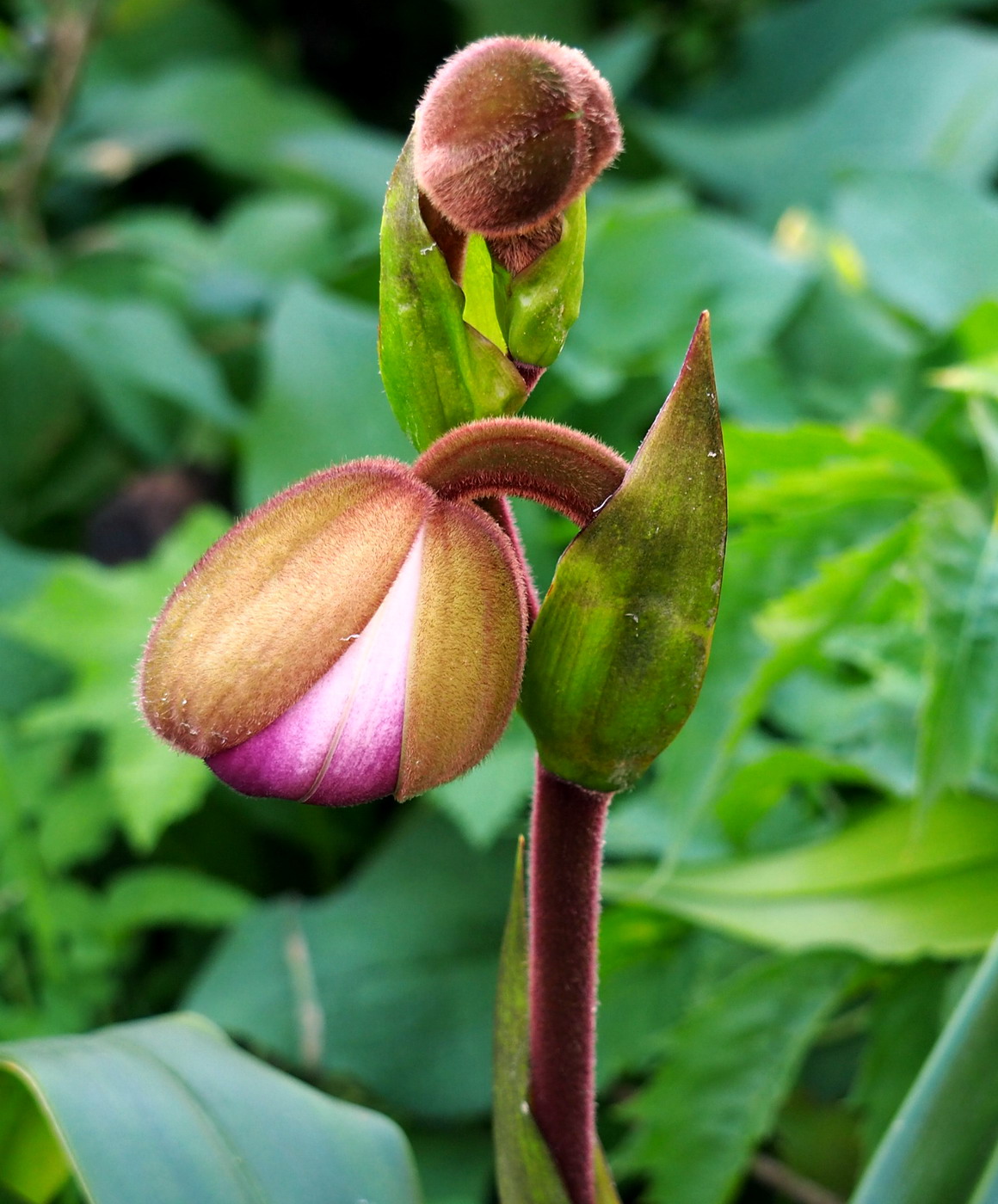 Image of Phragmipedium kovachii specimen.