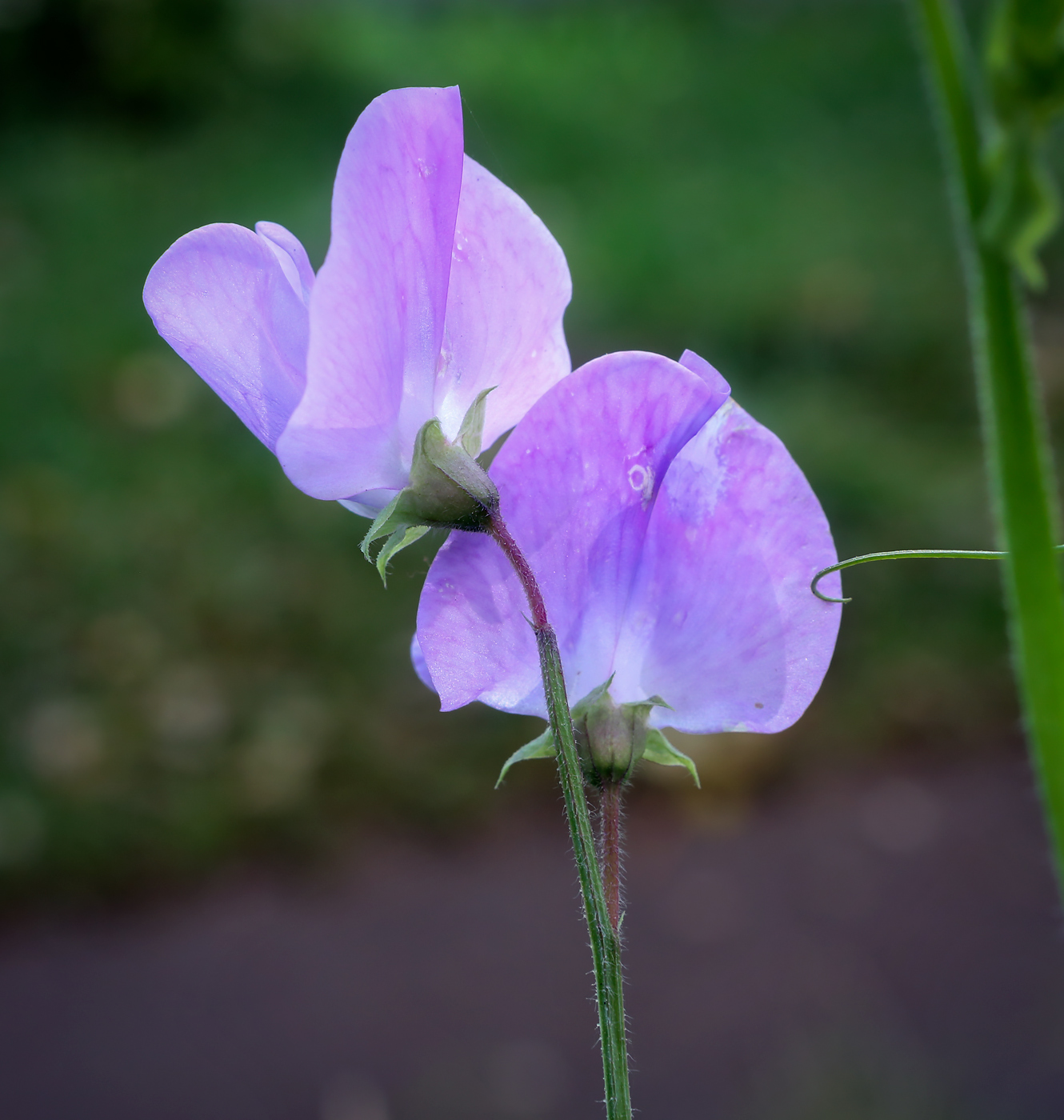 Изображение особи Lathyrus odoratus.