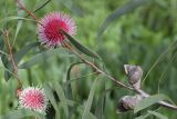 Hakea laurina. Часть ветви с соцветиями и плодами. Испания, автономное сообщество Каталония, провинция Жирона, комарка Баш-Эмпорда, муниципалитет Палафружель, ботанический сад \"Кап-Роч\". 08.12.2019.