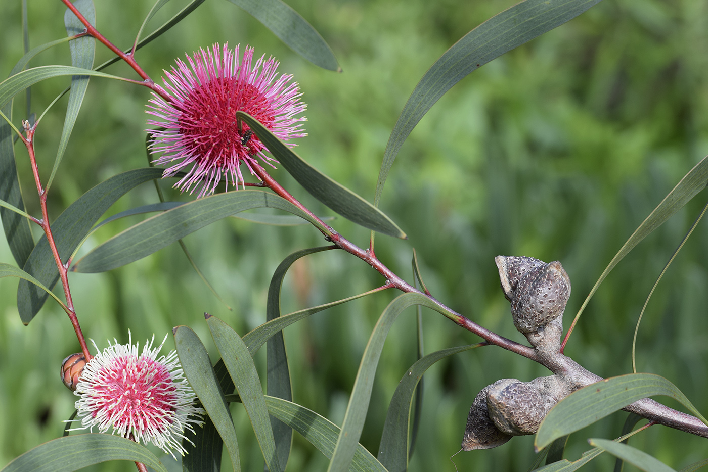 Image of Hakea laurina specimen.