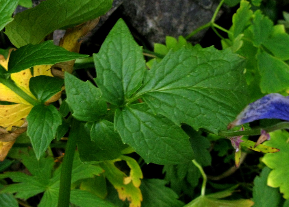 Image of Valeriana altaica specimen.