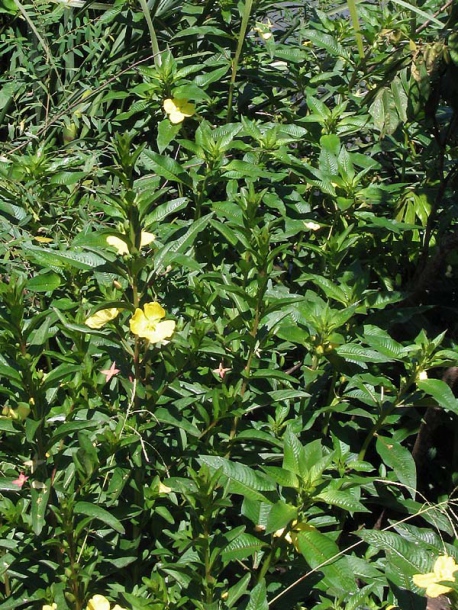 Изображение особи Ludwigia elegans.