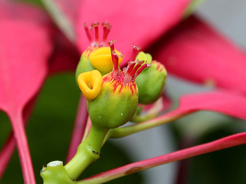 Изображение особи Euphorbia pulcherrima.