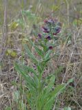 Cynoglossum officinale
