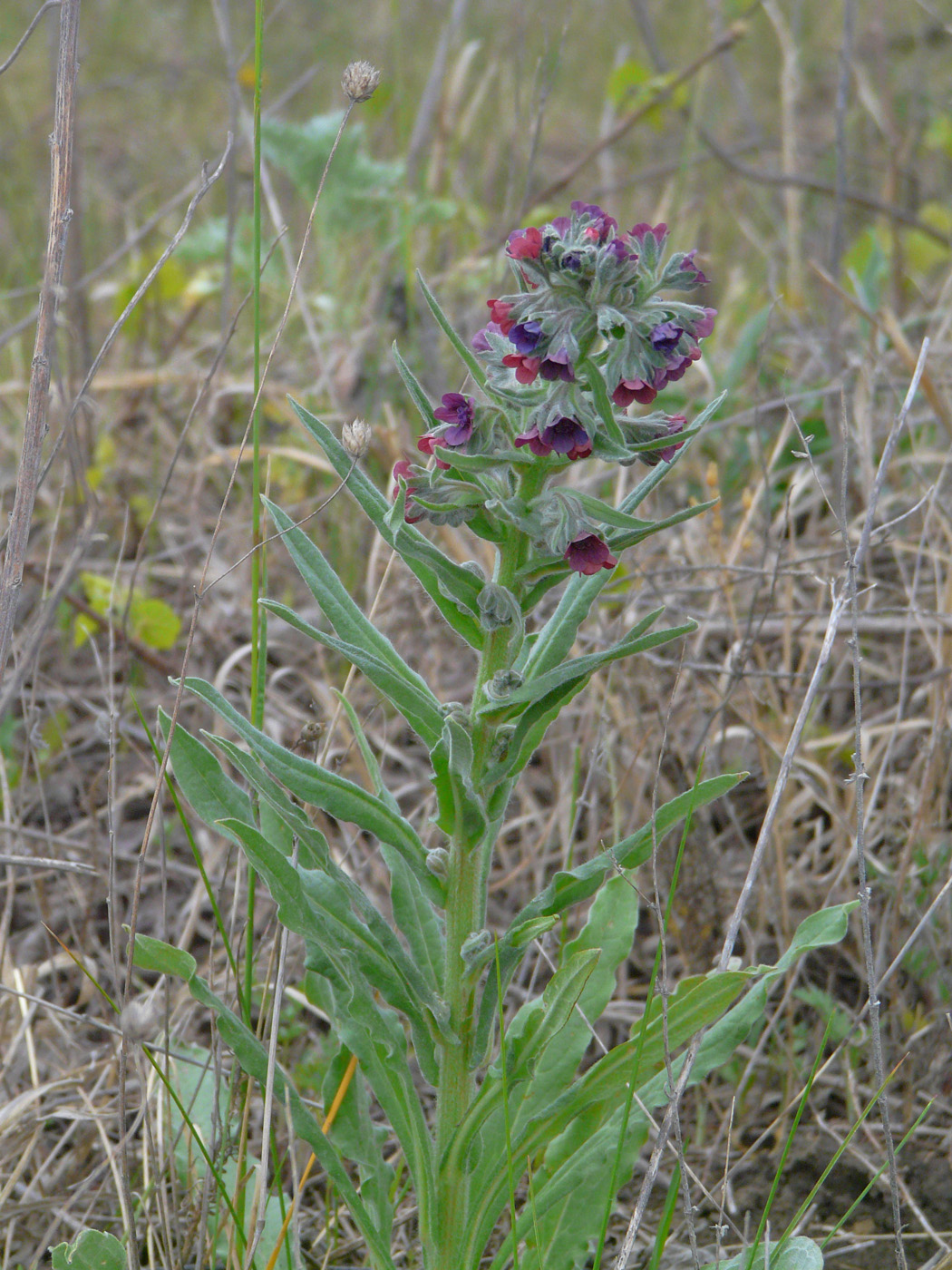 Изображение особи Cynoglossum officinale.