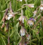 Epipactis palustris. Соцветие с кормящейся журчалкой. Тверская обл., Весьегонский р-н, ж.-д. насыпь, луговина. 18 июля 2020 г.