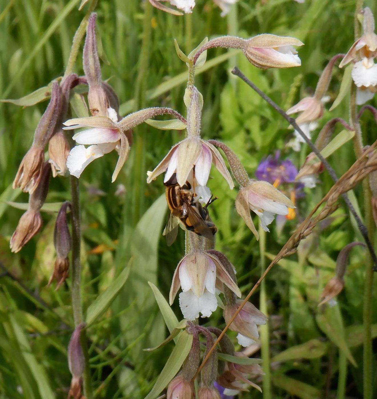 Изображение особи Epipactis palustris.