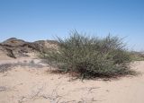 Vachellia reficiens. Цветущее и плодоносящее растение. Намибия, регион Erongo, ок. 20 км к востоку от г. Свакопмунд, пустыня Намиб, национальный парк \"Dorob\", 320 м н. у. м., песчаная пустыня. 03.03.2020.