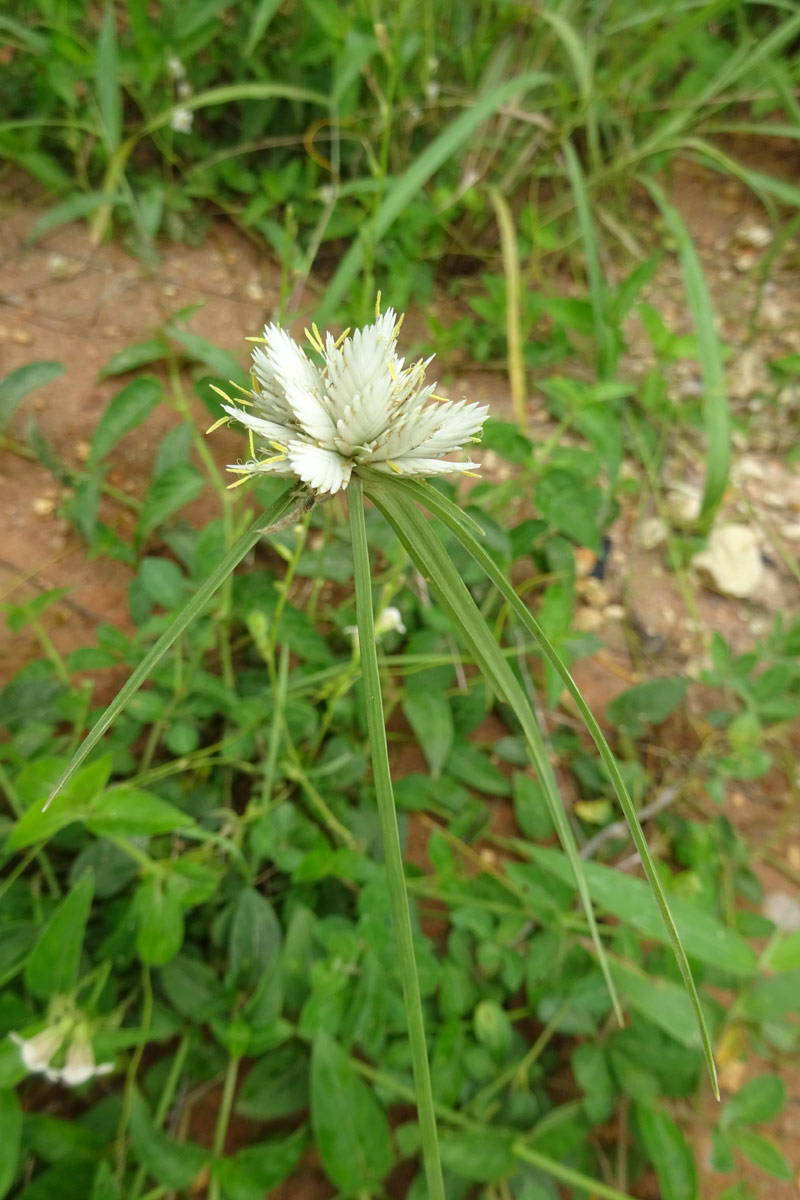 Image of Cyperus niveus specimen.