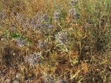 Eryngium amethystinum. Цветущие растения. Хорватия, Дубровник, гора Srd, травянистый склон с одиночными кустарниками. 28 августа 2010 г.