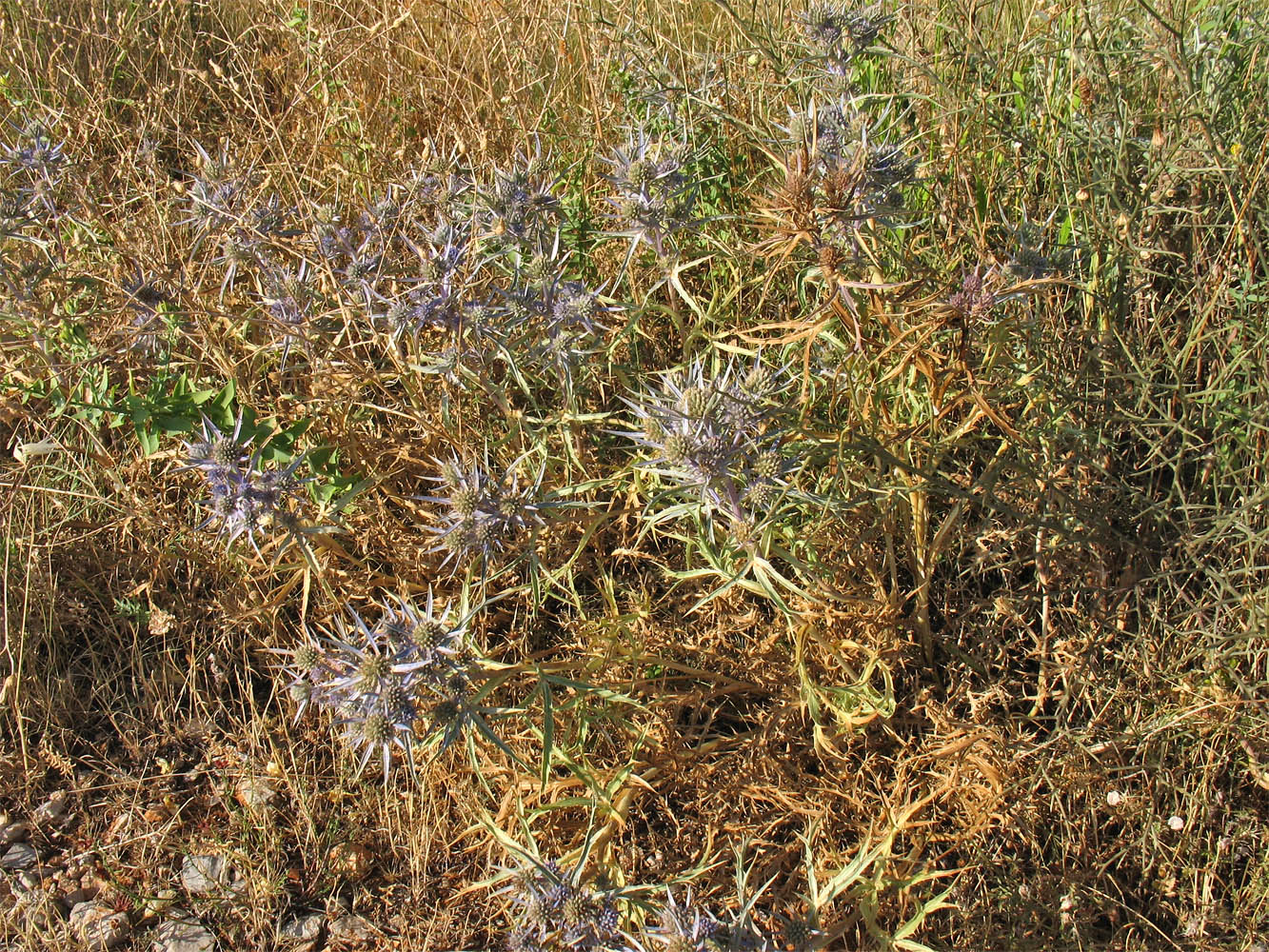 Изображение особи Eryngium amethystinum.