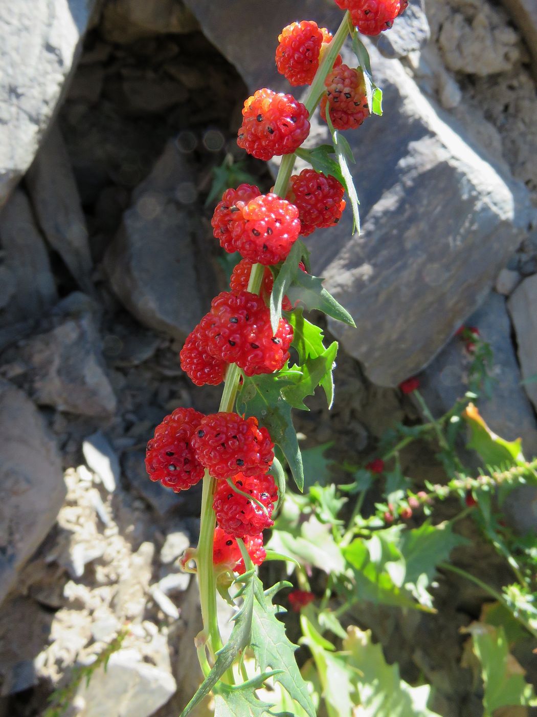 Image of Blitum virgatum specimen.