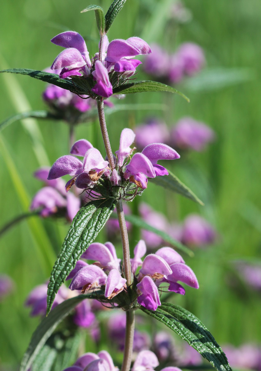 Image of Phlomis pungens specimen.