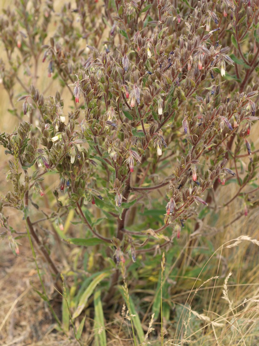 Изображение особи Onosma polychroma.