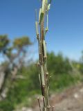 Erysimum cuspidatum. Часть соплодия. Краснодарский край, Абинский р-н, хр. Папай, скальный выход. 14.05.2020.