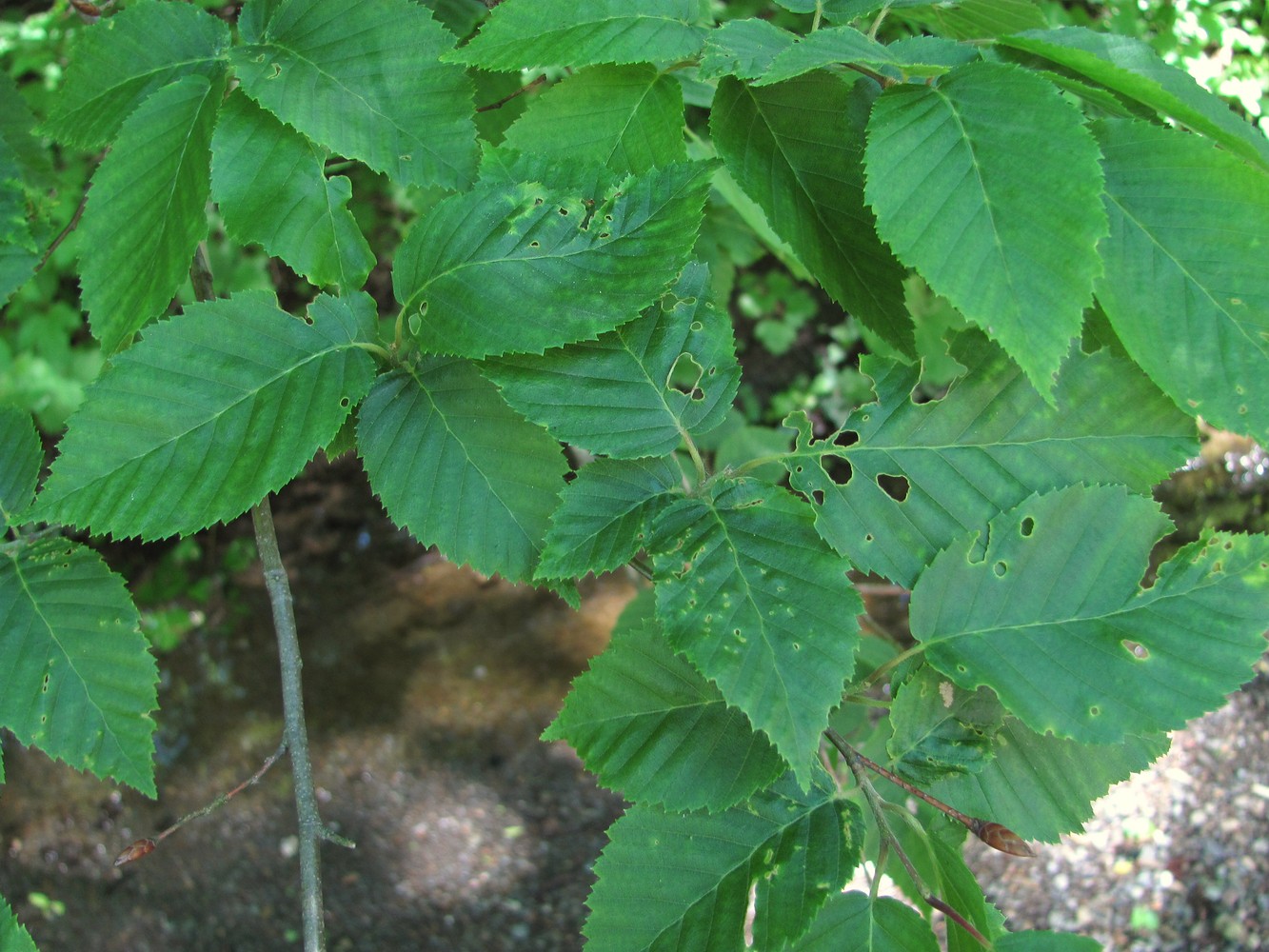 Image of Carpinus betulus specimen.