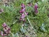 Corydalis ledebouriana
