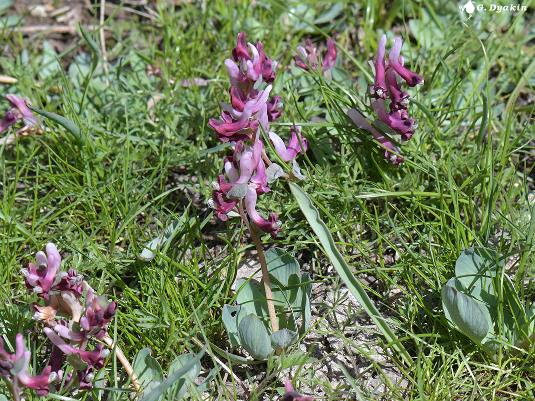 Изображение особи Corydalis ledebouriana.