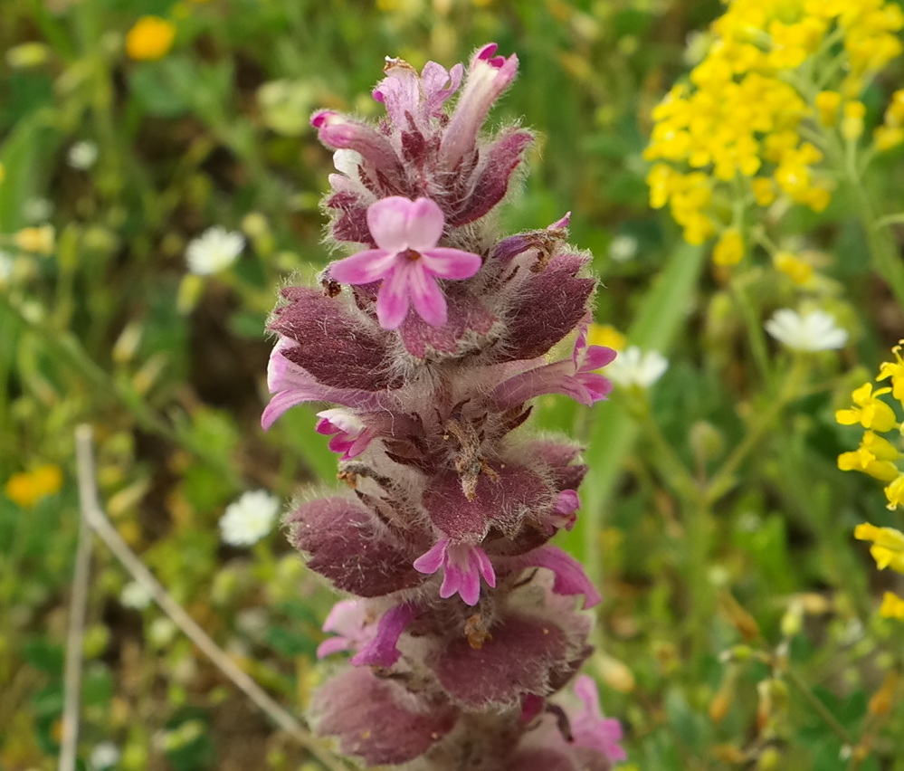 Image of Ajuga orientalis specimen.