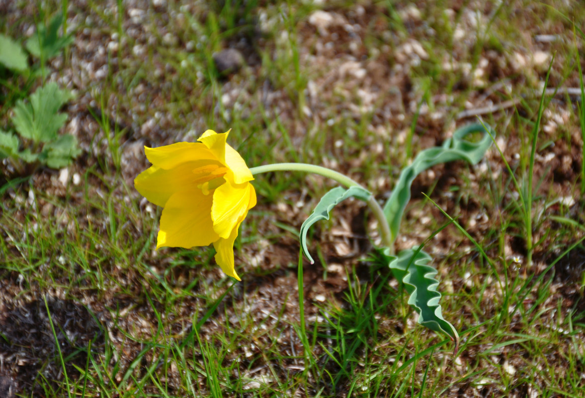 Изображение особи Tulipa suaveolens.