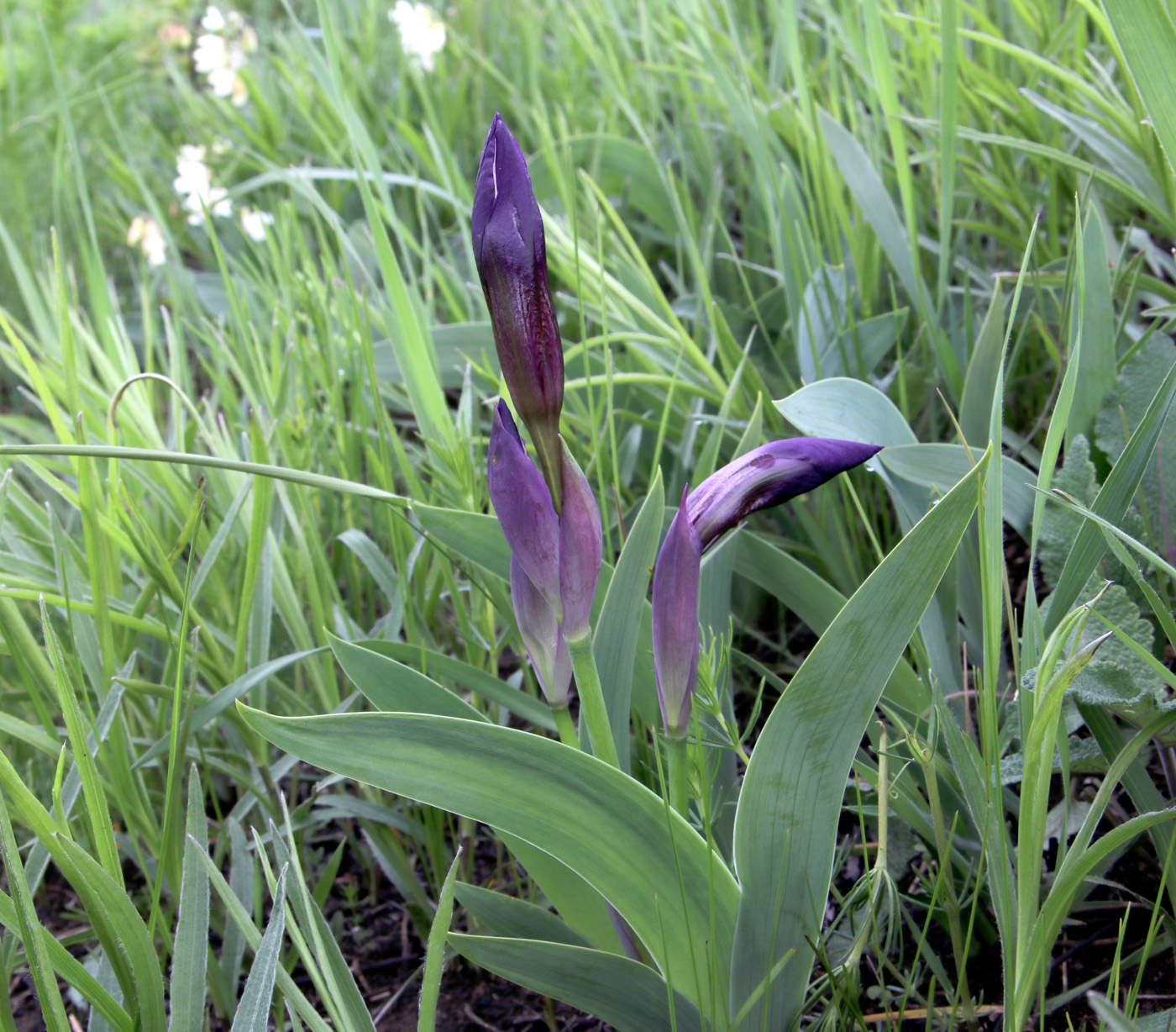 Image of Iris aphylla specimen.