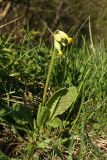 Primula veris