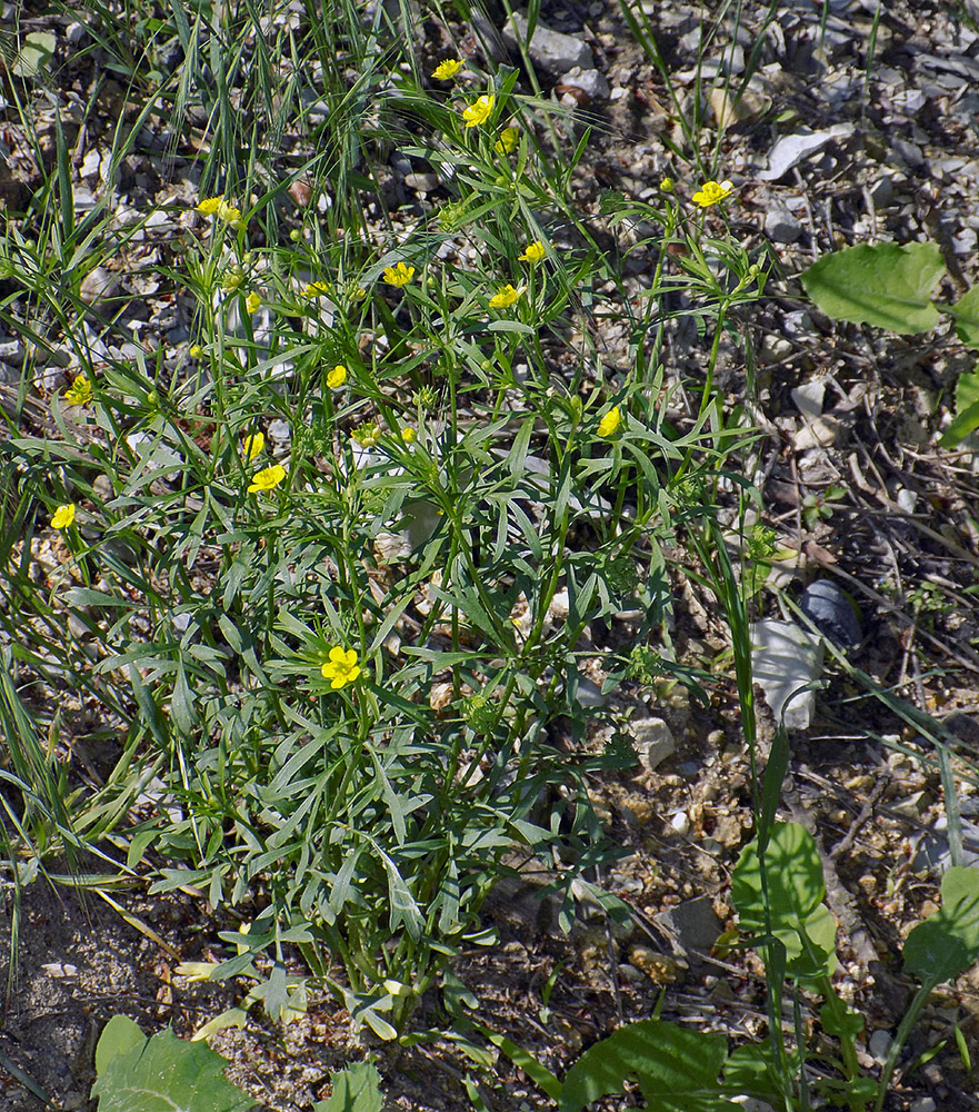 Изображение особи Ranunculus arvensis.