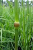 Festuca pratensis