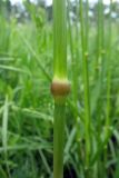 Festuca pratensis