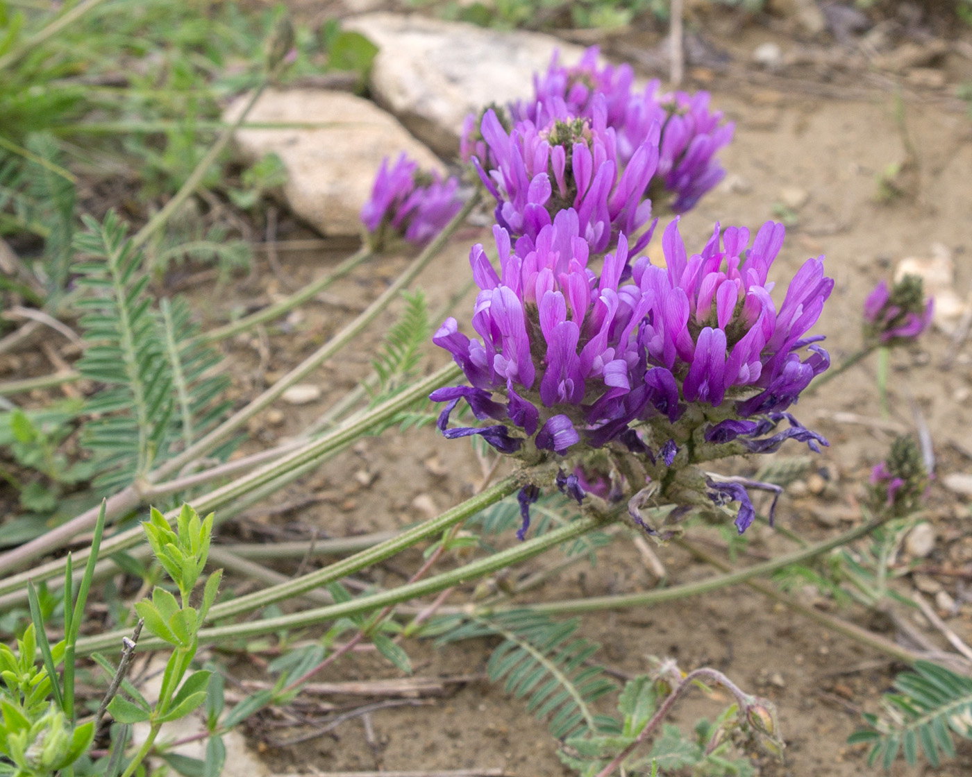 Изображение особи Astragalus onobrychis.