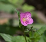 Oenothera rosea. Цветок на верхушке побега. Перу, г. Лима, ботанический сад Национального Аграрного университета. 07.10.2019.