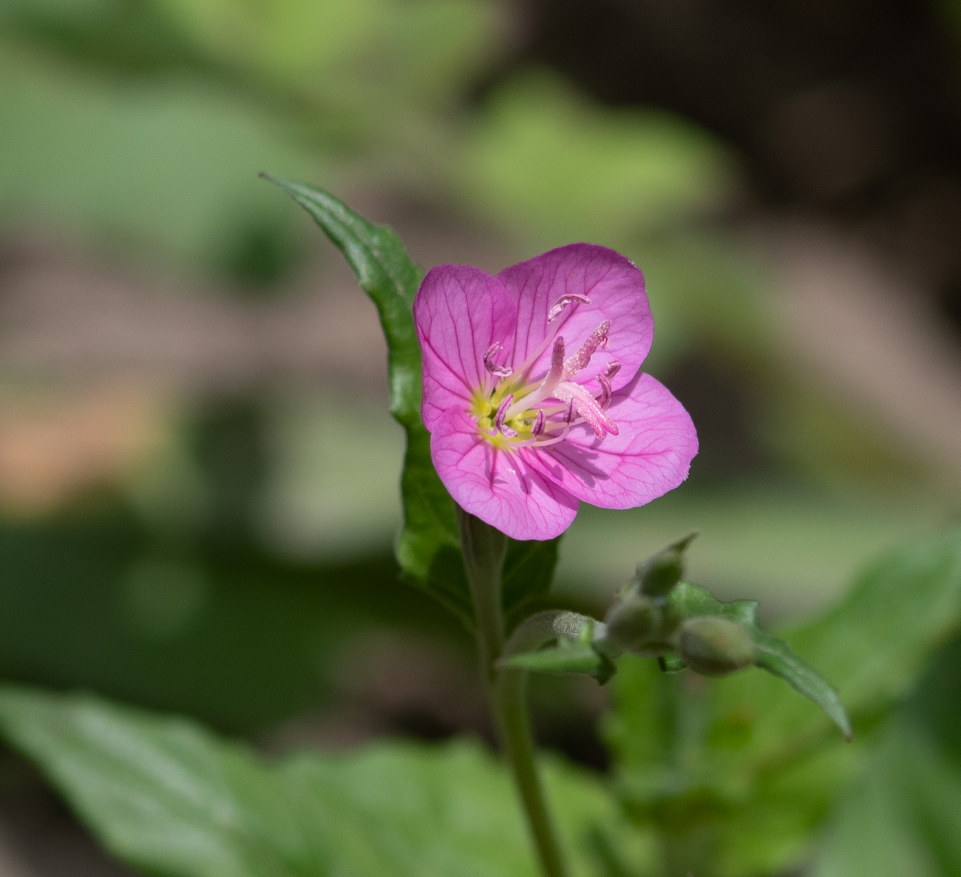 Изображение особи Oenothera rosea.