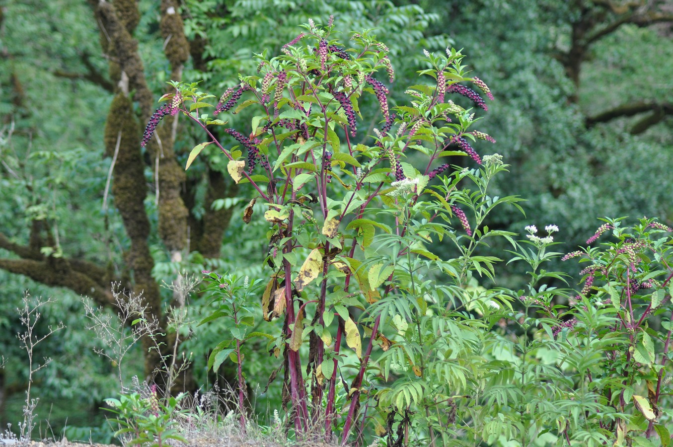 Изображение особи Phytolacca americana.