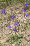 Campanula collina