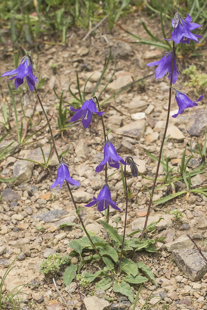 Изображение особи Campanula collina.