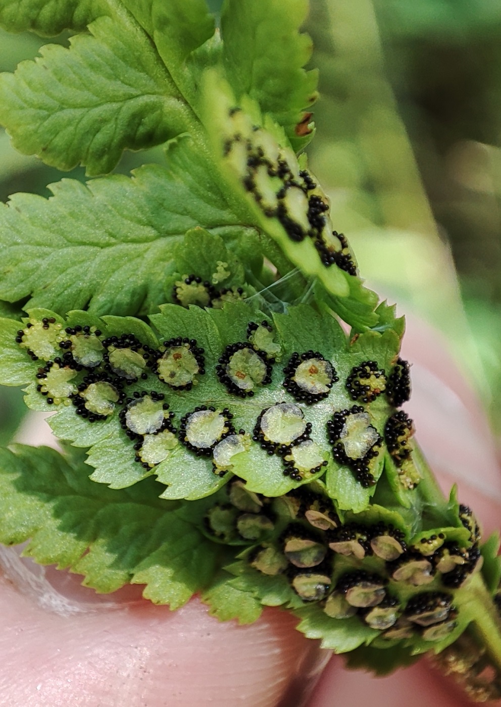 Изображение особи Dryopteris cristata.