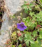 Geranium gymnocaulon