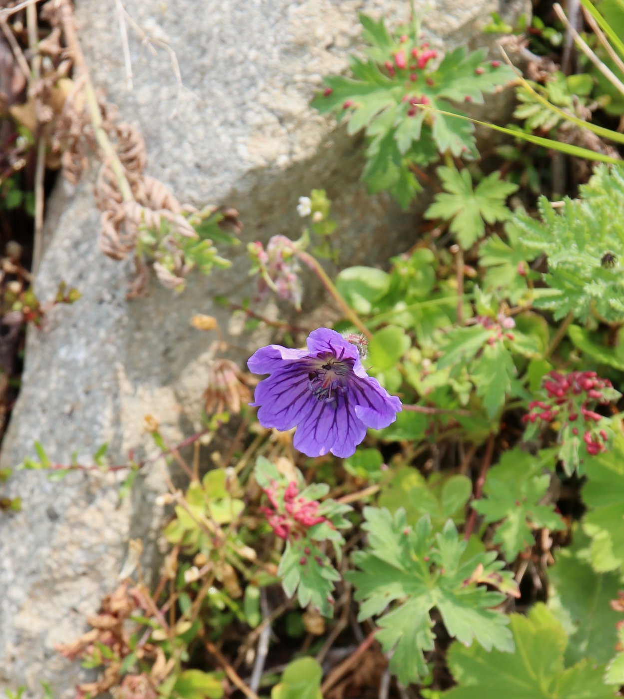 Изображение особи Geranium gymnocaulon.