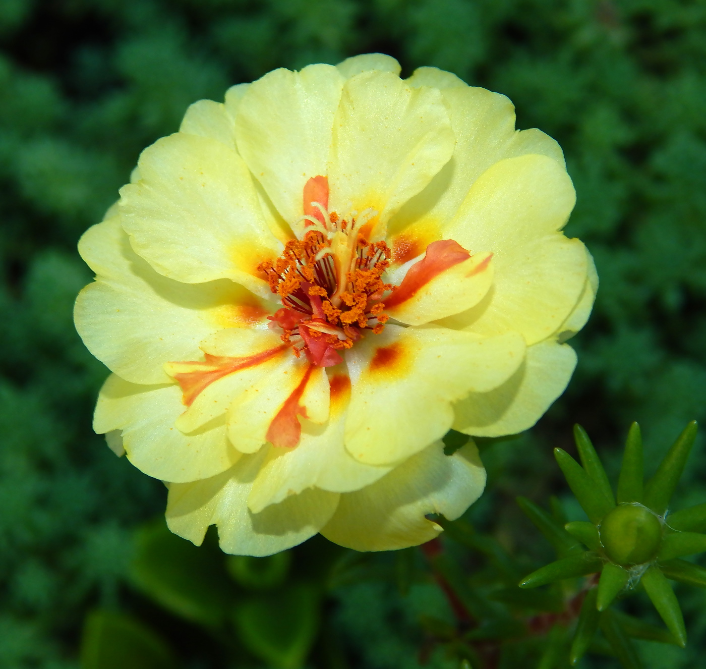 Image of Portulaca grandiflora specimen.