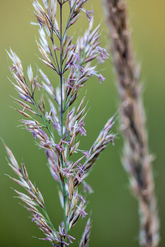 Image of Calamagrostis arundinacea specimen.