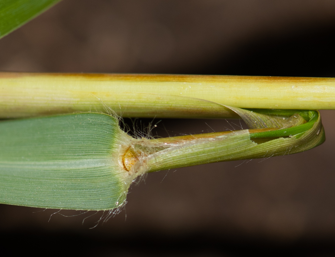 Изображение особи Paspalum distichum.