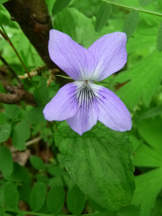 Image of Viola canina specimen.