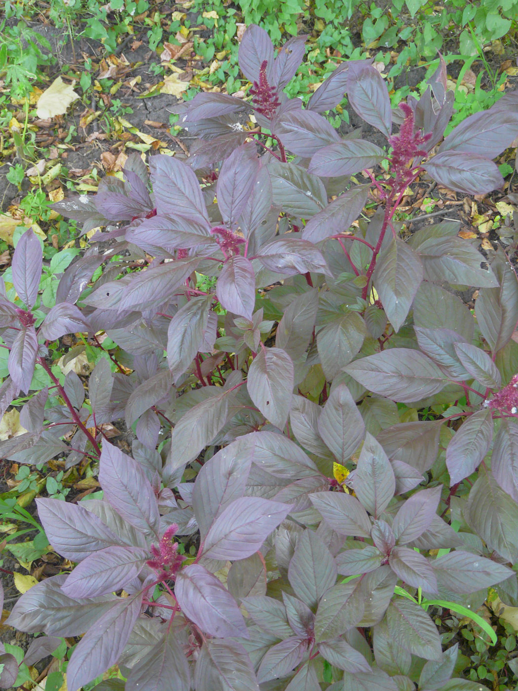 Image of Amaranthus caudatus specimen.